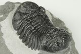 2.1" Detailed Morocops Trilobite Fossil - Morocco - #202993-4
